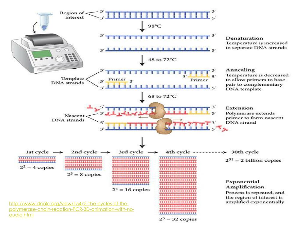 PPT Polymerase chain reaction AMPLIFYING DNA PowerPoint Presentation