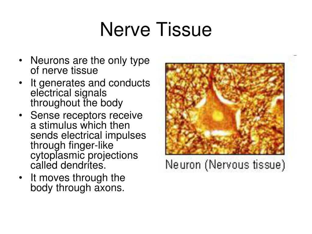 PPT Histology PowerPoint Presentation, free download ID2389864