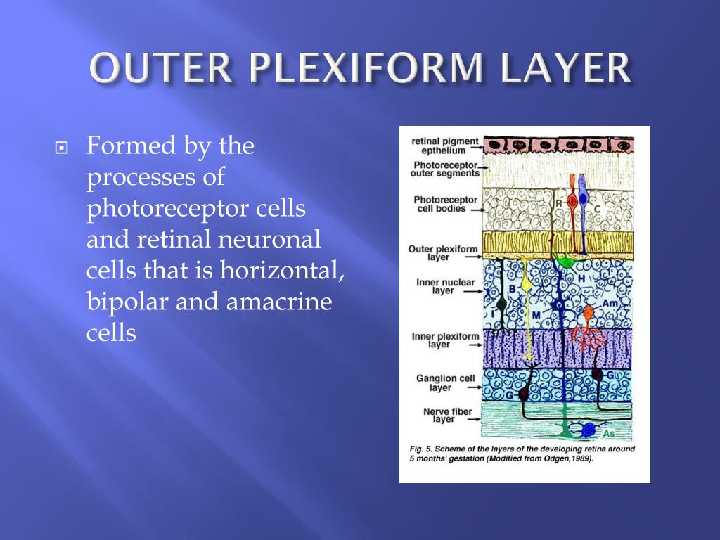PPT HISTOLOGY OF EYE PowerPoint Presentation, free download ID2390129