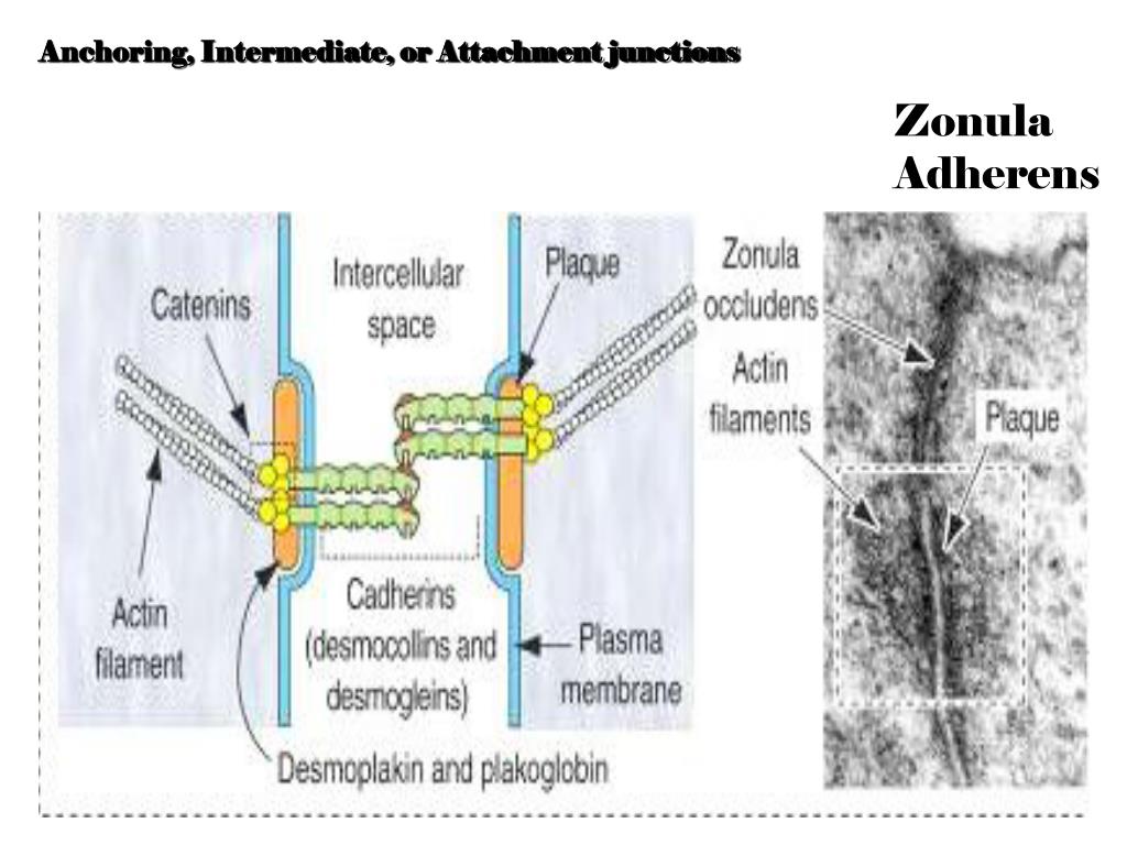 PPT HISTOLOGI UMUM PowerPoint Presentation, free download ID2390133