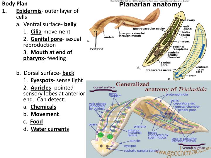 PPT PHYLUM PLATYHELMINTHES FLATWORMS PowerPoint Presentation ID2390221