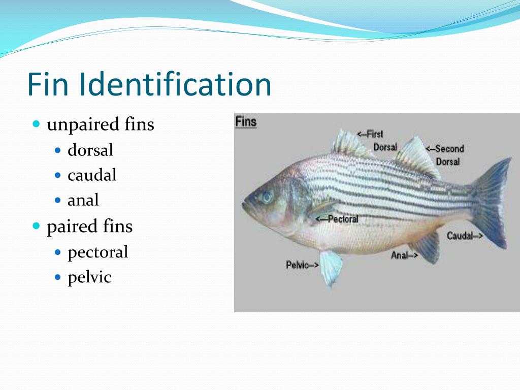 PPT Fish Medicine PowerPoint Presentation, free download ID2391014