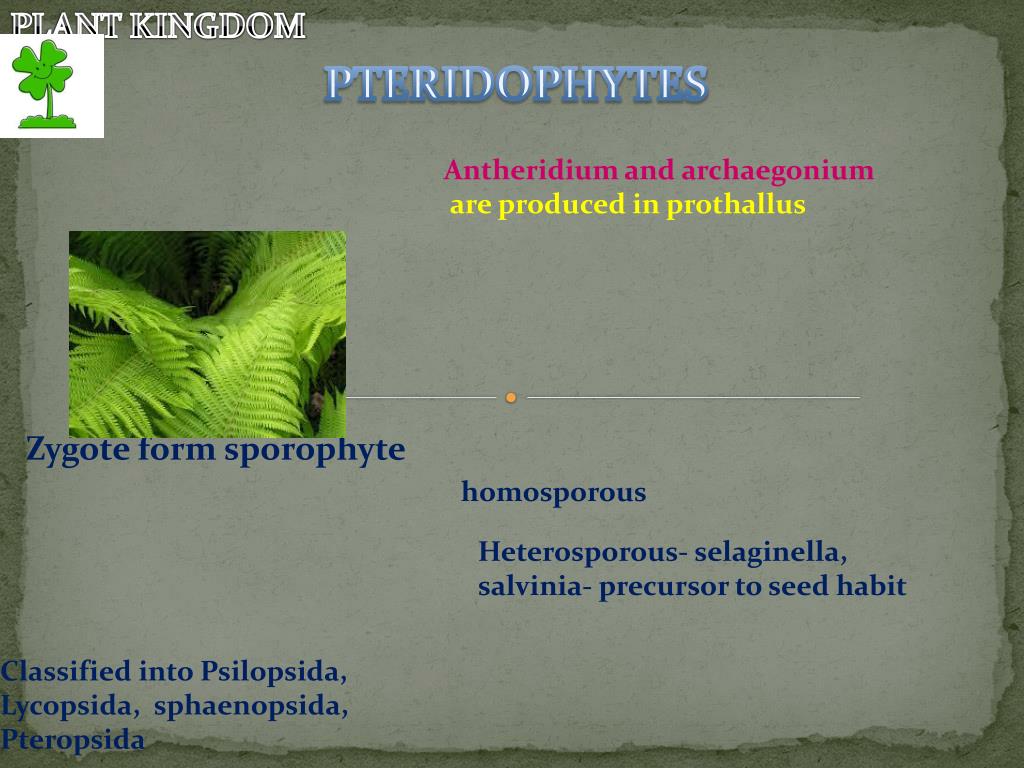 PPT Algae, Bryopytes , Pteridophytes , Gymnosperms and Angiosperms