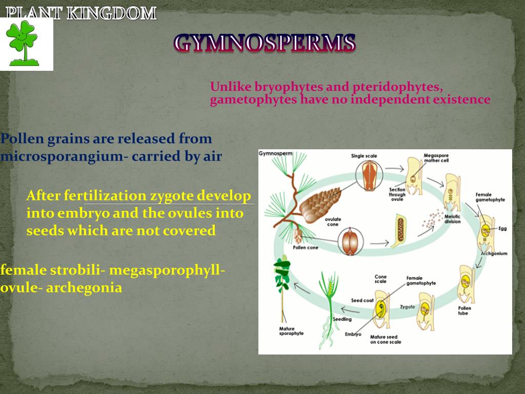 PPT Algae, Bryopytes , Pteridophytes , Gymnosperms and Angiosperms