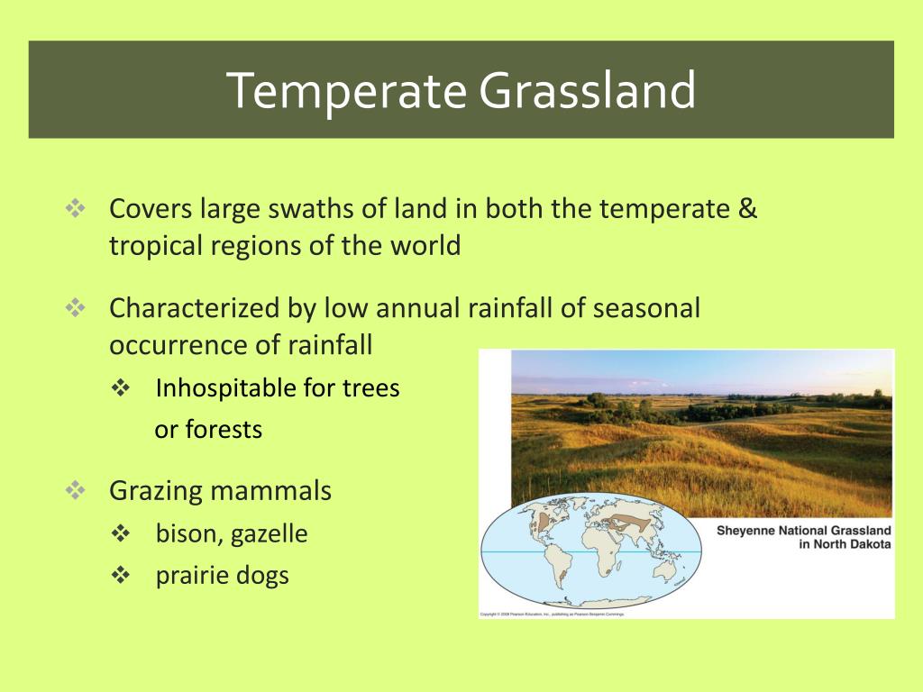 PPT Terrestrial Biomes PowerPoint Presentation, free download ID