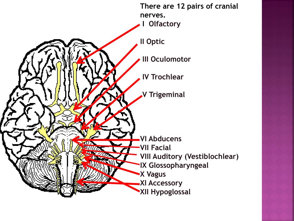 PPT Anatomy of the Eye & the 12 cranial nerves