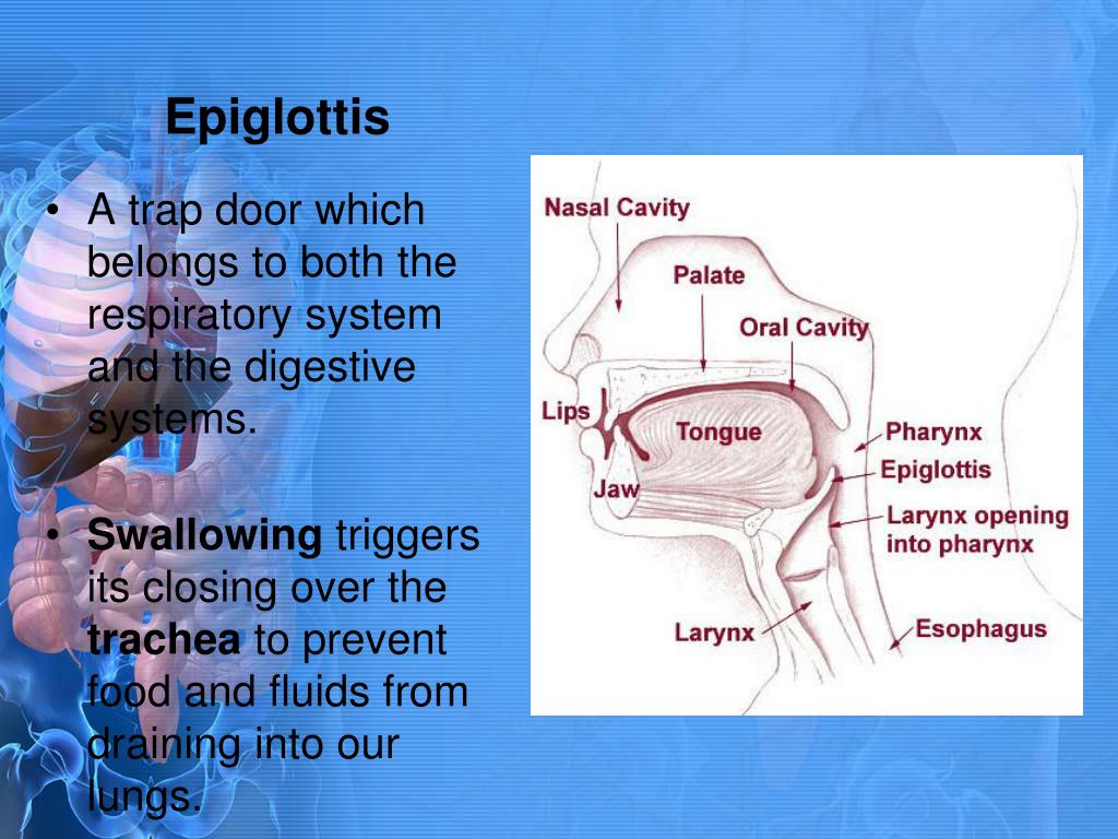 PPT - The Digestive System PowerPoint Presentation, free download - ID
