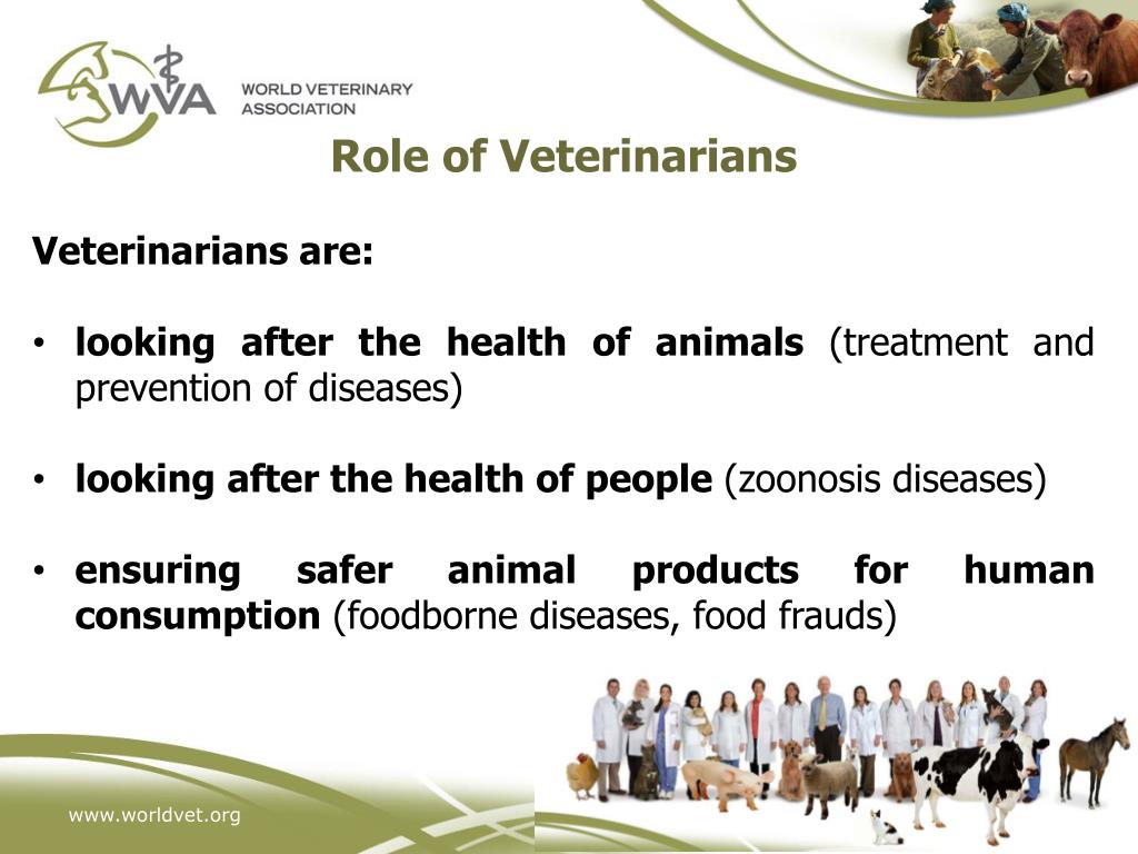PPT OIE Global Conference on Veterinary Education and the Role of VSB