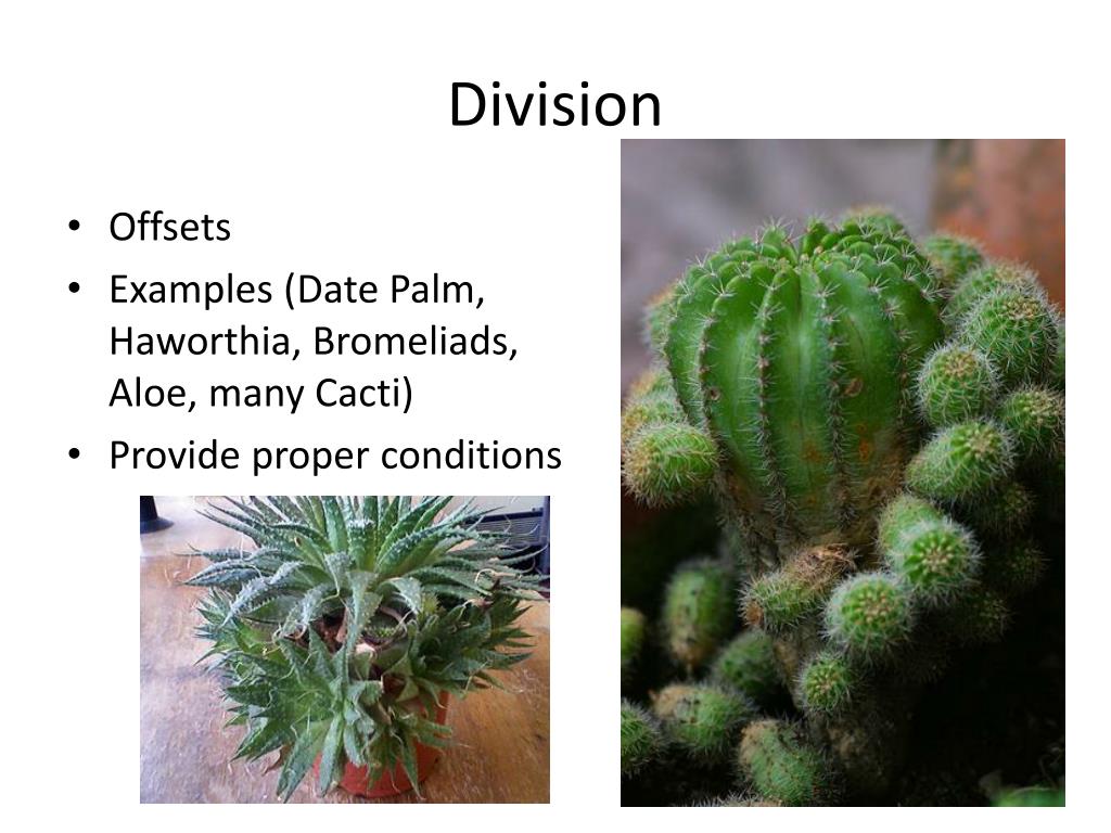 PPT Plant Propagation by Division and Separation PowerPoint