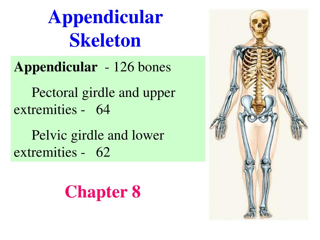 PPT Appendicular Skeleton PowerPoint Presentation, free download ID