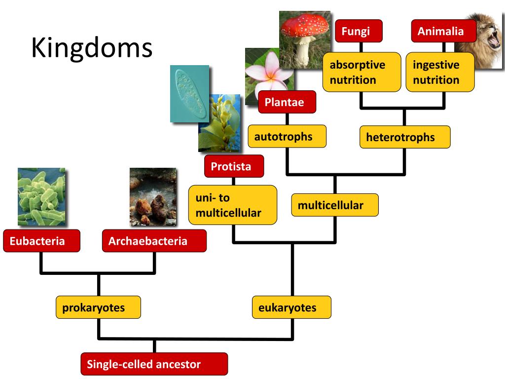 PPT The Major Lineages of Life PowerPoint Presentation, free download