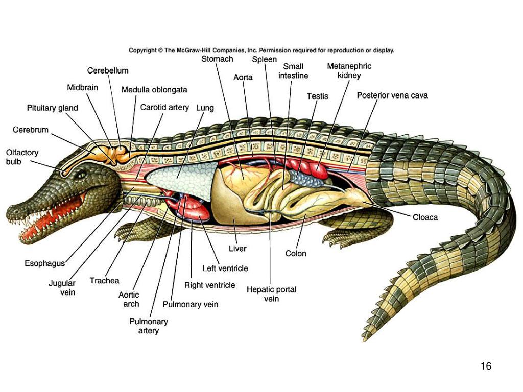 PPT Class Reptilia PowerPoint Presentation, free download ID2405705