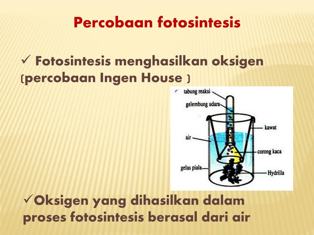 PPT Penyerapan air dan hara , transpirasi , fotosintesis