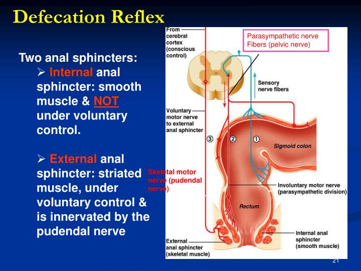 PPT Motility function of the gastrointestinal system