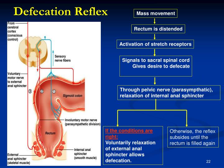 PPT Motility function of the gastrointestinal system