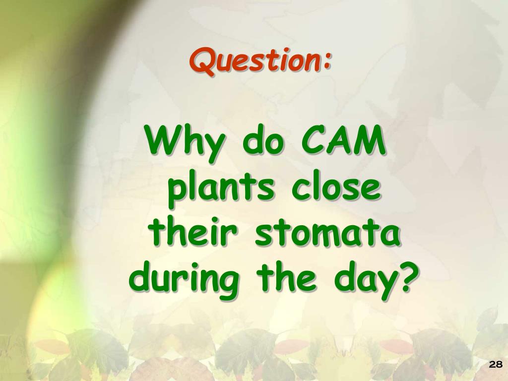 PPT PHOTOSYNTHESIS PowerPoint Presentation, free download ID2410165