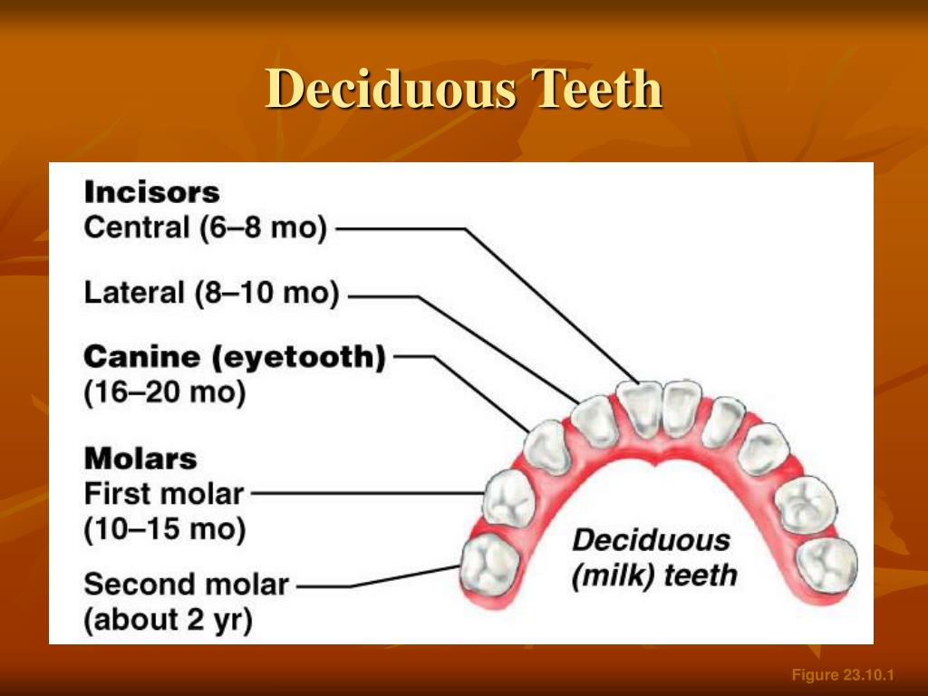 PPT Digestive System Overview PowerPoint Presentation, free download