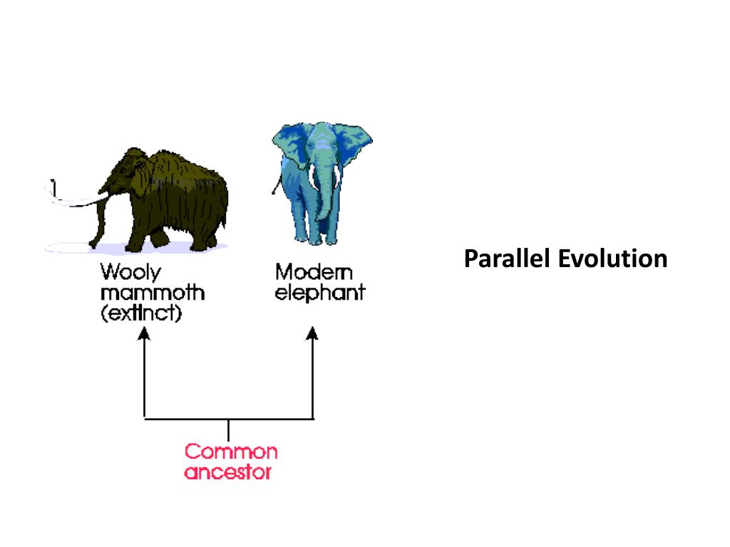 PPT Major Trends in Evolution PowerPoint Presentation, free download