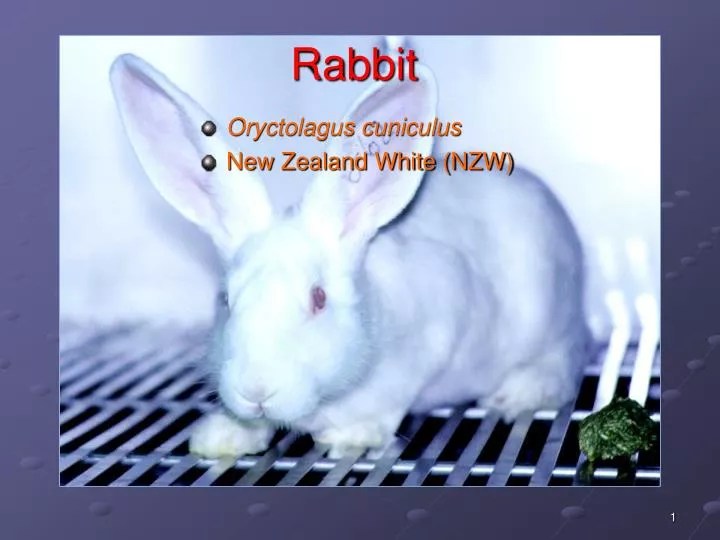 PPT Rabbit PowerPoint Presentation, free download ID