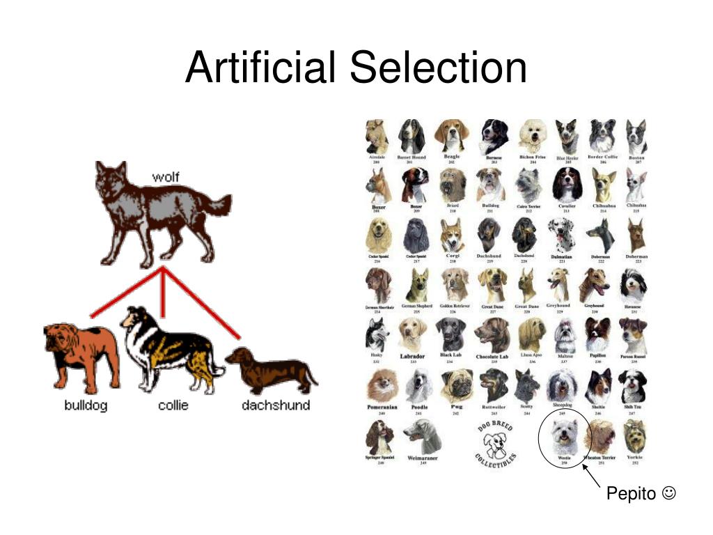 PPT Chapter 15 Darwin’s Theory of Evolution PowerPoint Presentation ID2413858