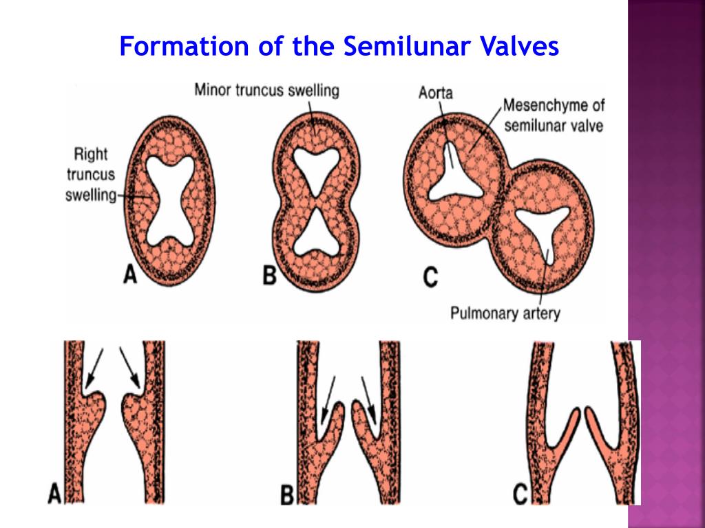 PPT Development of the heart PowerPoint Presentation, free download ID2414155