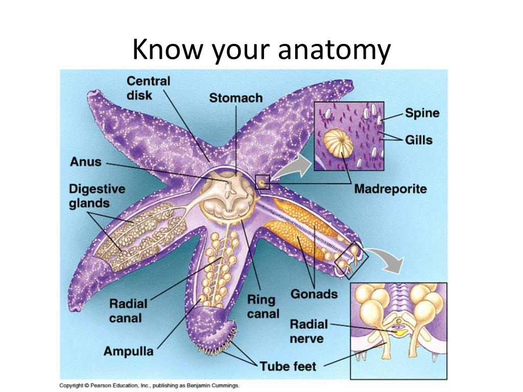 PPT Phylum Echinodermata PowerPoint Presentation, free download ID