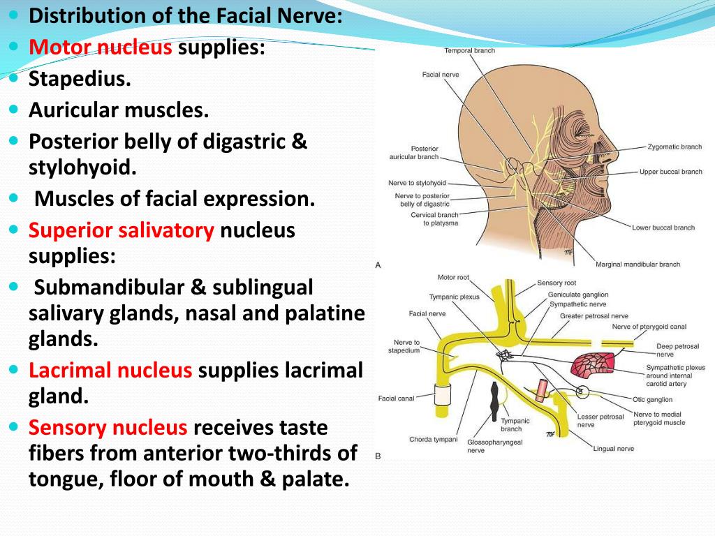 PPT Facial (VII) nerve & Hypoglossal (XII) nerves PowerPoint