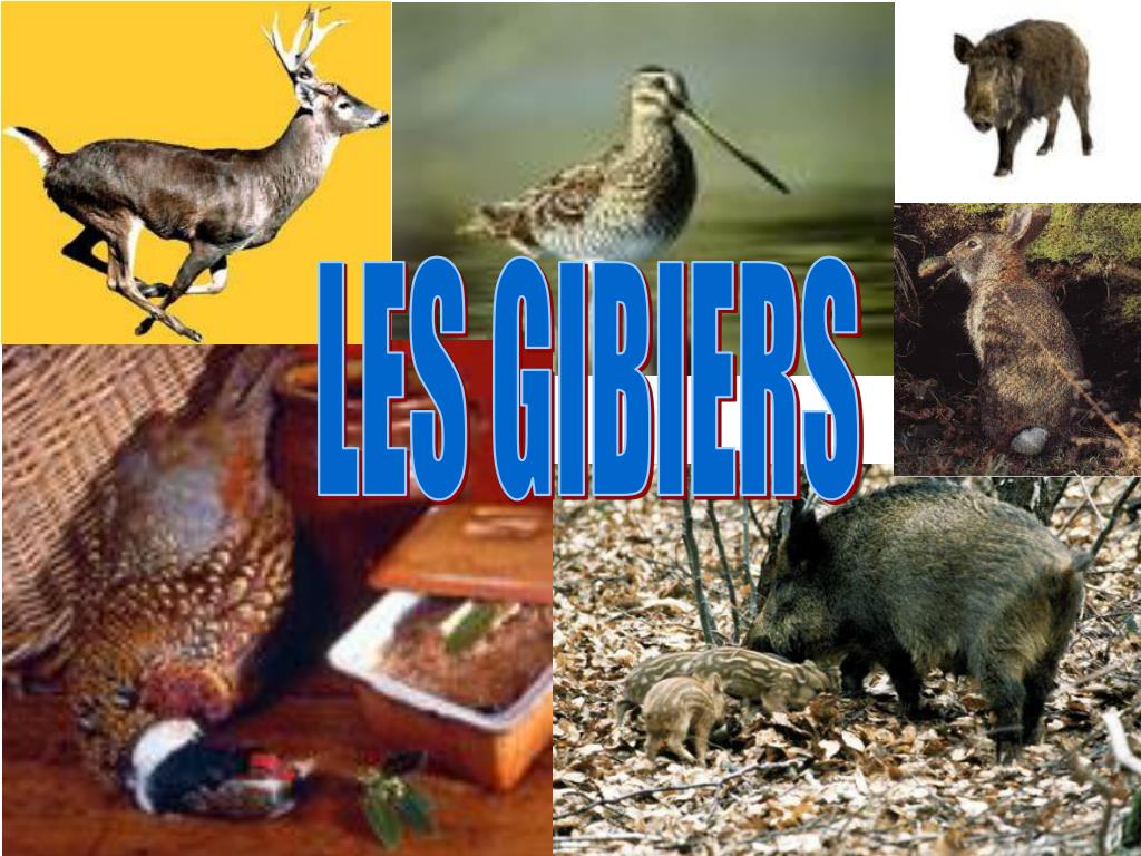 PPT LES GIBIERS PowerPoint Presentation, free download ID2415892