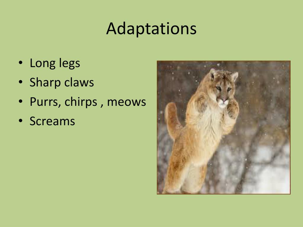 PPT Puma PowerPoint Presentation, free download ID2417784