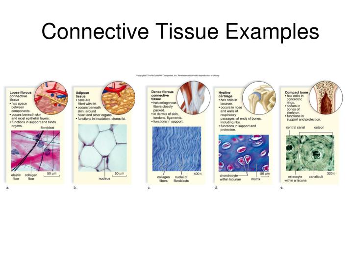 7 Types Of Connective Tissue