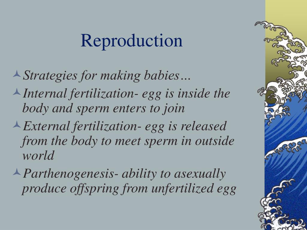 PPT Animals PowerPoint Presentation, free download ID2418204