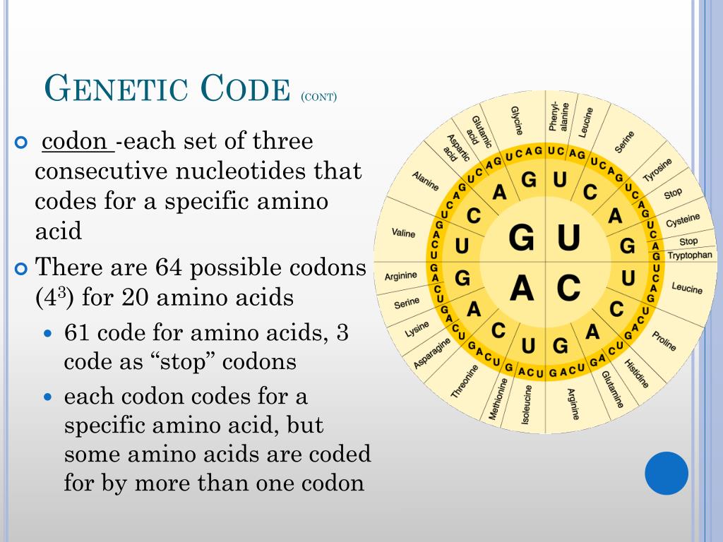 PPT DNA, RNA, and Protein Synthesis PowerPoint Presentation, free