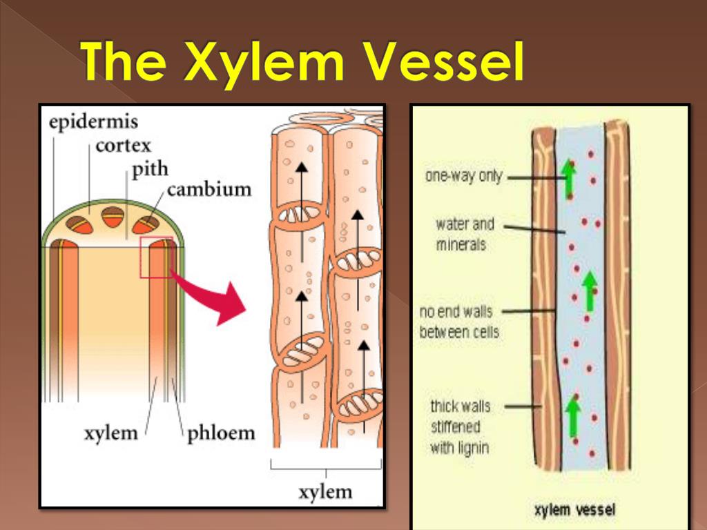 PPT SPECIALISED CELLS PowerPoint Presentation, free download ID2419357