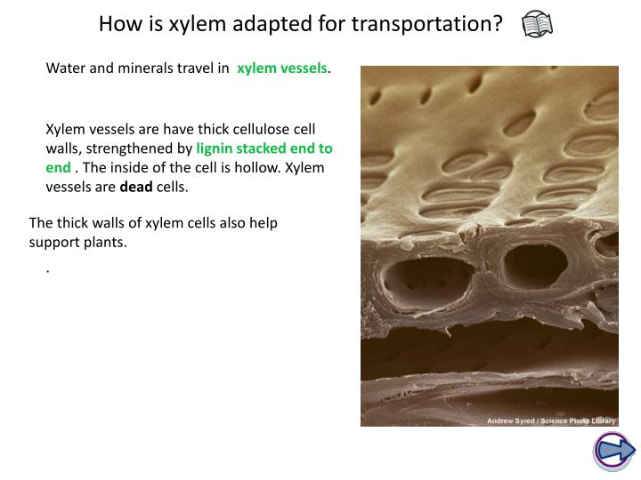 Check spelling or type a new query. PPT - Transport in Plants PowerPoint Presentation - ID:2419360