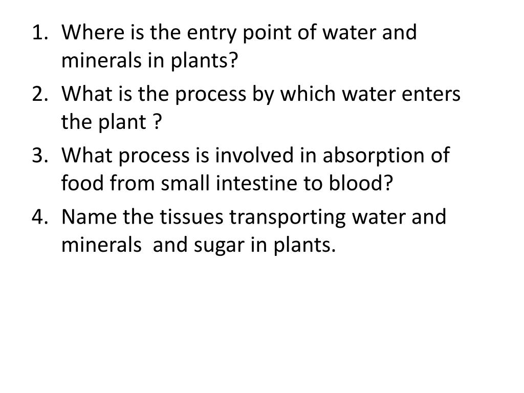 PPT Transport in Plants PowerPoint Presentation, free download ID