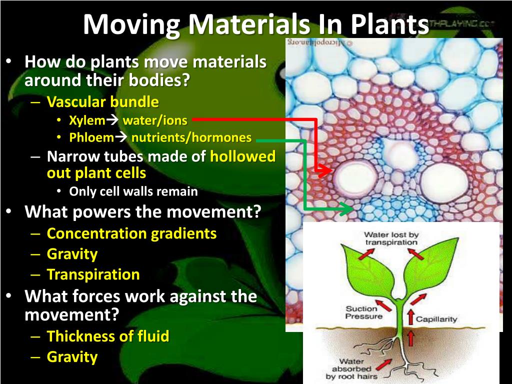 PPT Transportation In Plants PowerPoint Presentation, free download