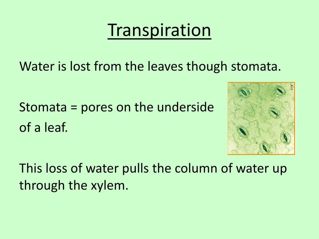 PPT Movement of water through the xylem. PowerPoint Presentation