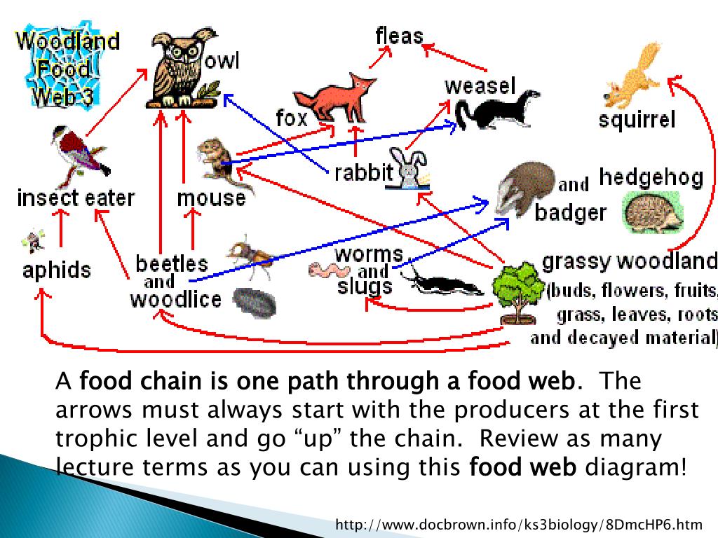 PPT Trophic Structure of Ecosystems PowerPoint Presentation, free