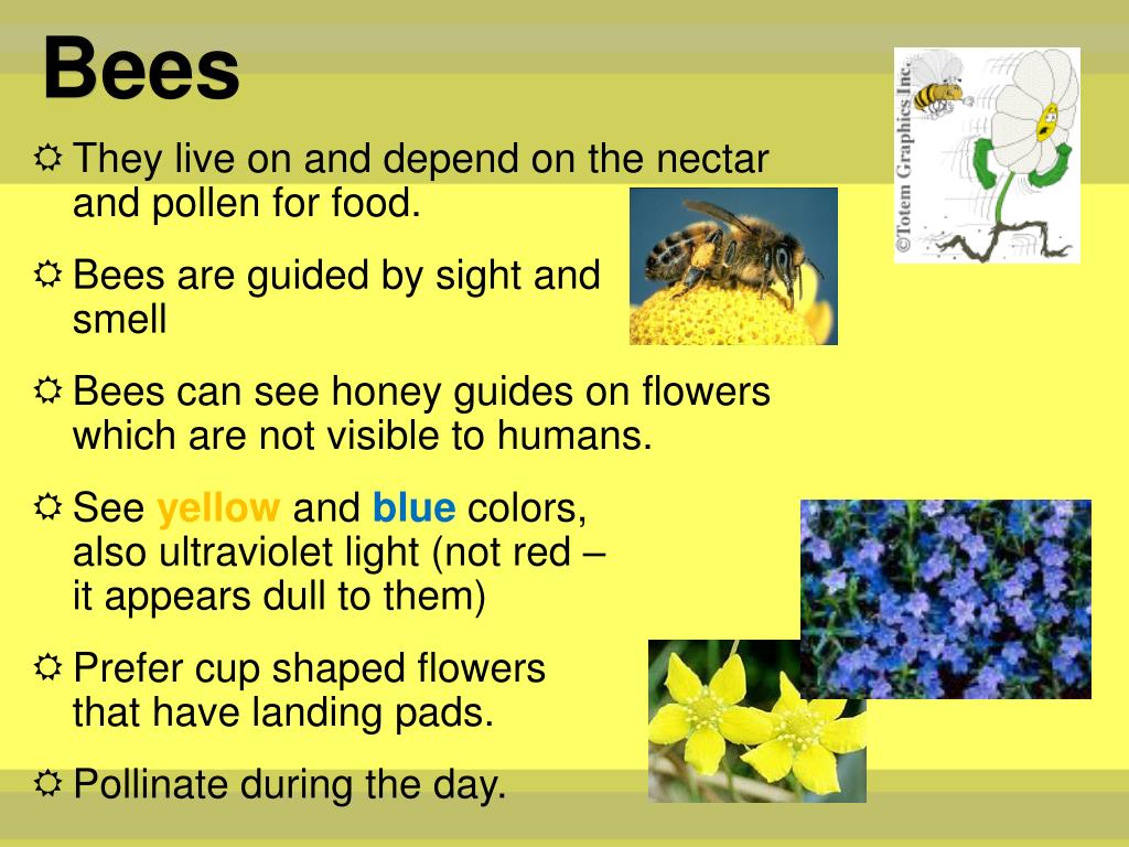 PPT Pollination PowerPoint Presentation, free download ID2423311