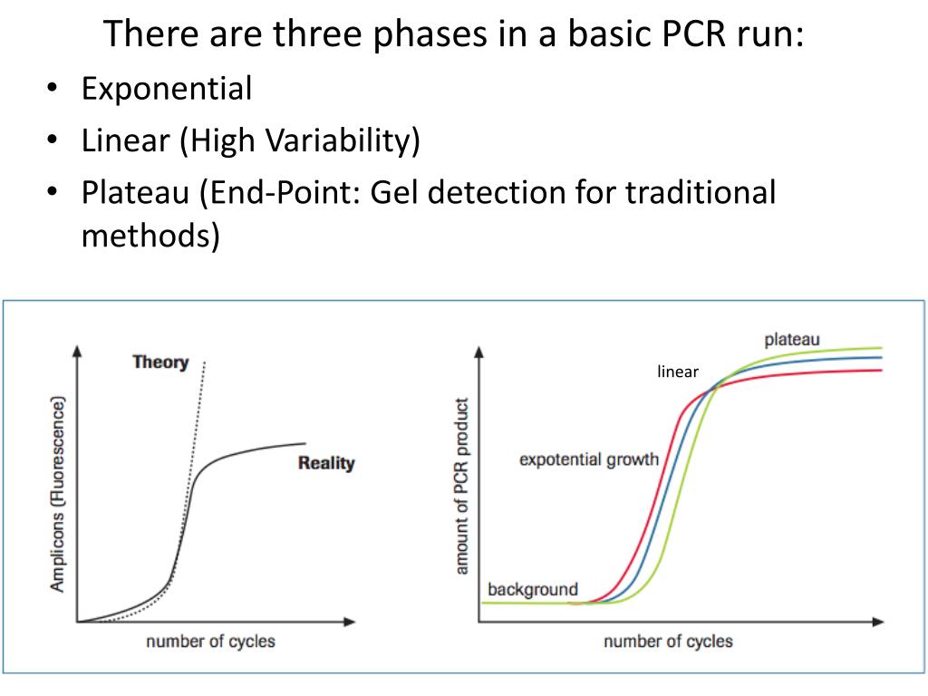 PPT What Can You Do With qPCR? PowerPoint Presentation, free download