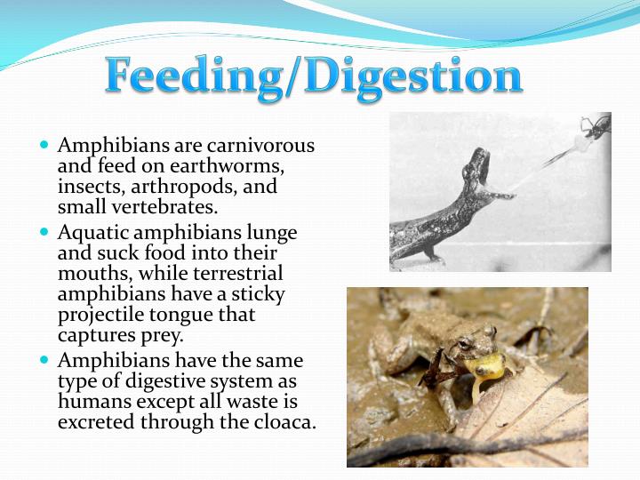 PPT By Anthony Rongione and Hunter Haines PowerPoint Presentation