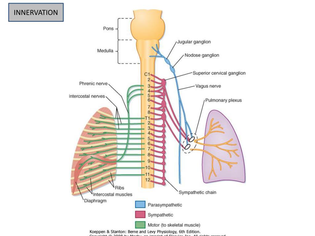 PPT Introduction to Respiratory system Structure and Function of the