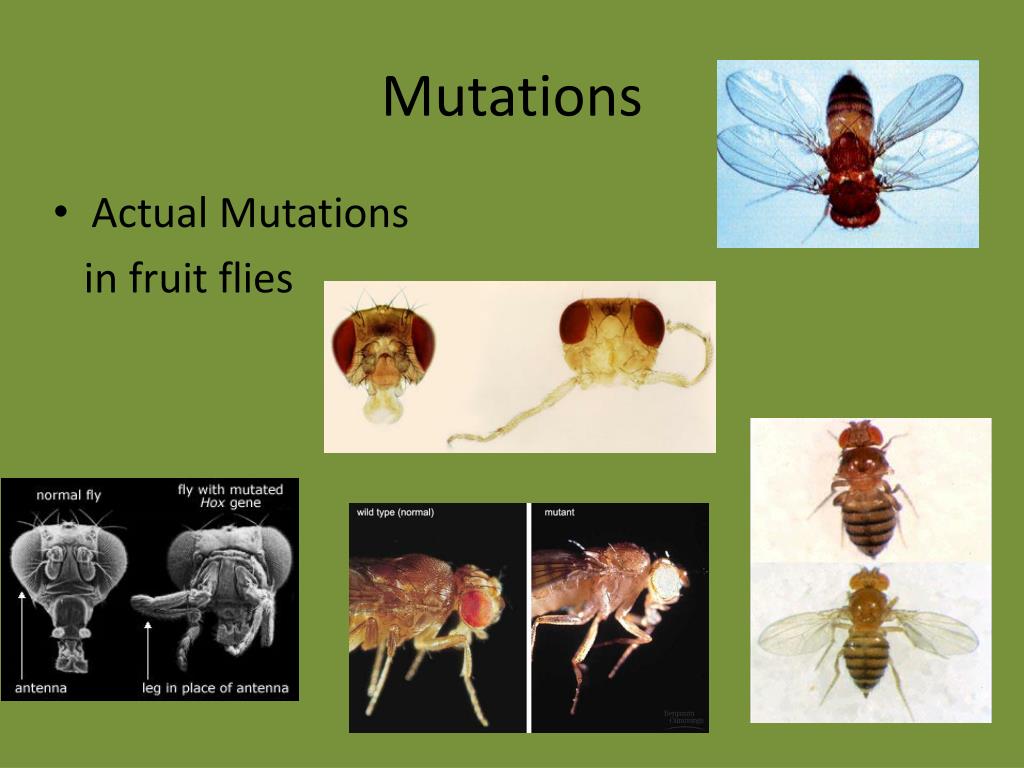 PPT Mutations PowerPoint Presentation, free download ID2426303