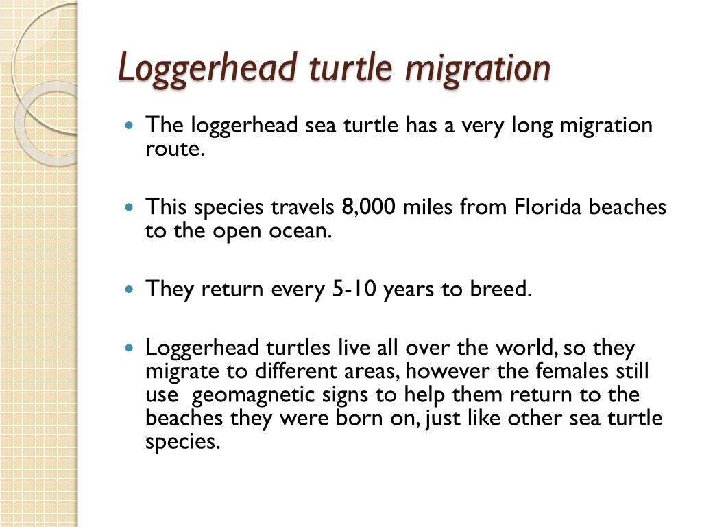 PPT Sea Turtle Migration PowerPoint Presentation, free download ID