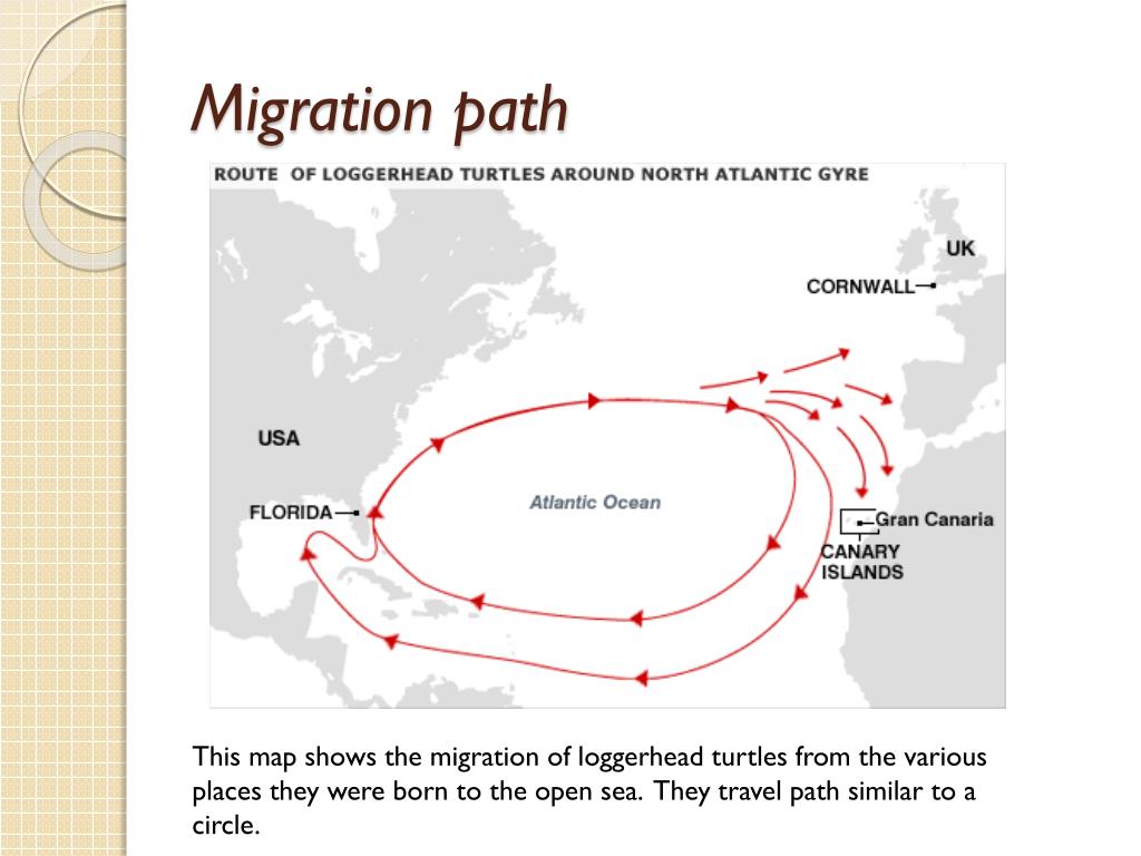 PPT Sea Turtle Migration PowerPoint Presentation, free download ID