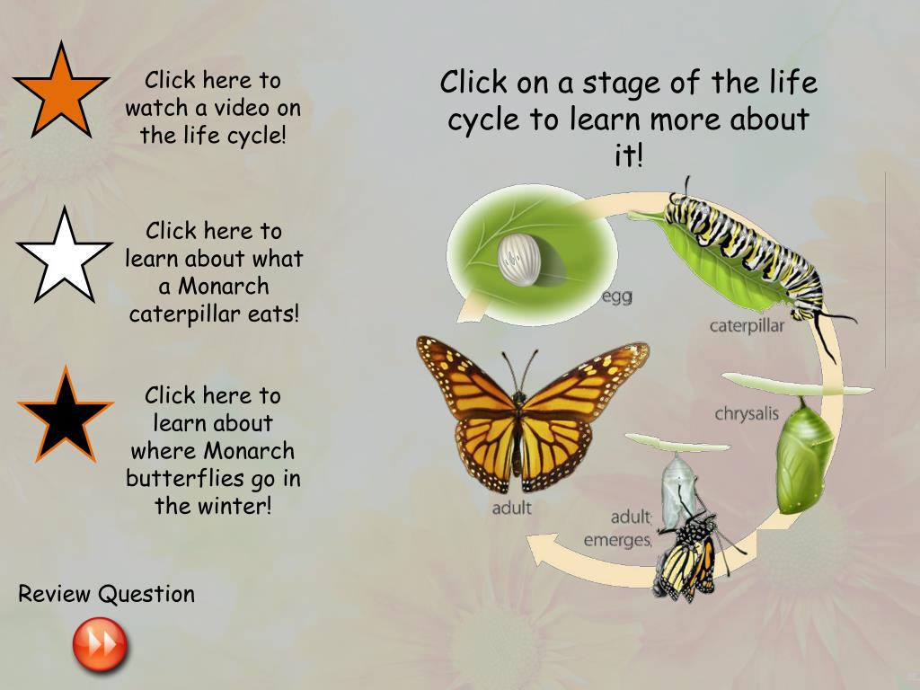 Ppt Life Cycle Of The Monarch Butterfly Powerpoint Presentation Free