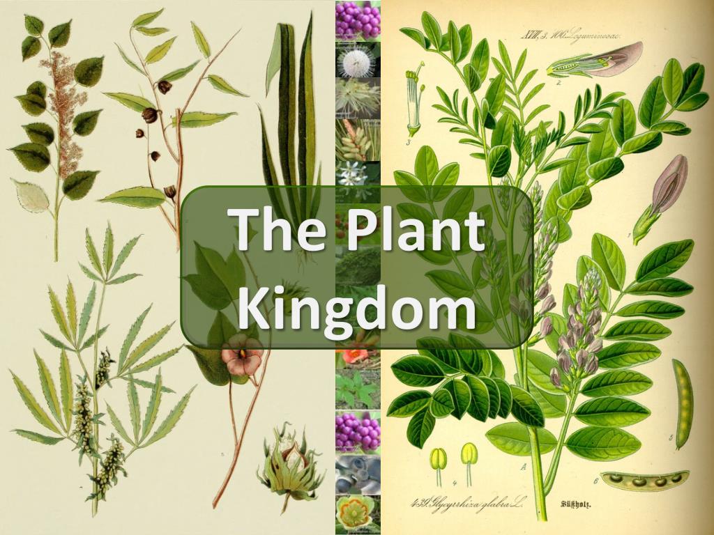 PPT The Plant Kingdom PowerPoint Presentation, free download ID2431607
