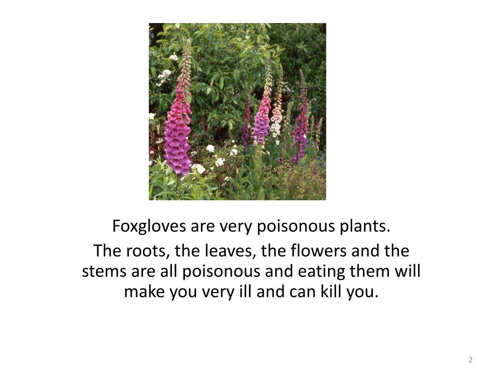 PPT Foxgloves are very poisonous plants. PowerPoint Presentation