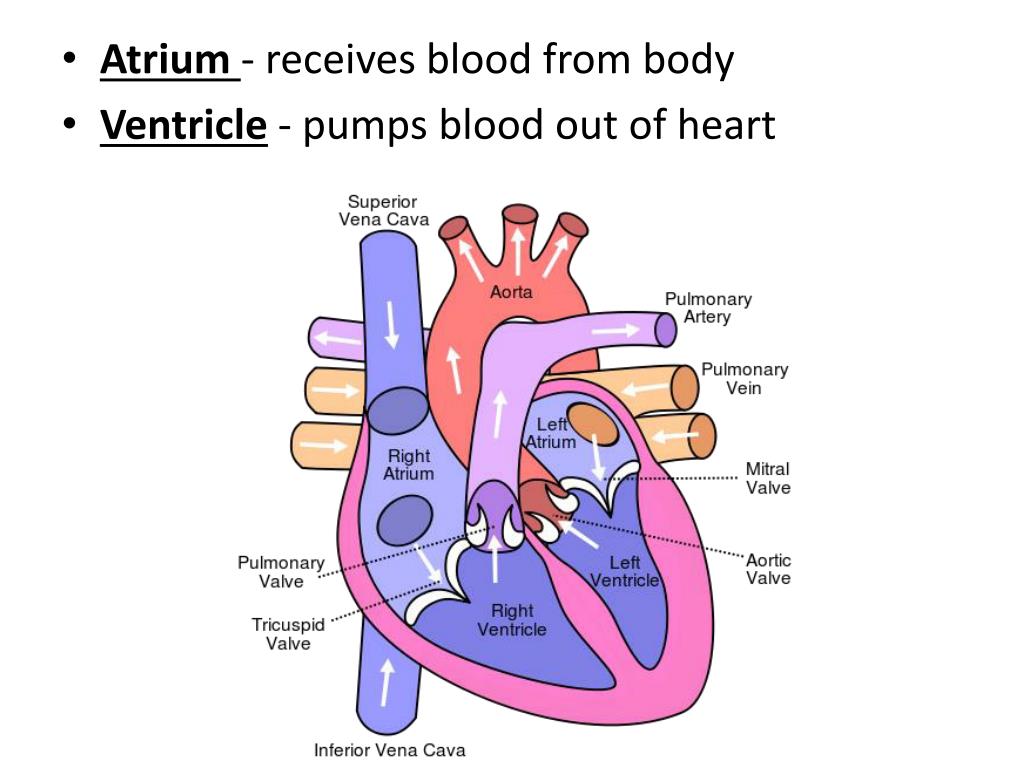 PPT 27.3 Circulation PowerPoint Presentation, free download ID2432317