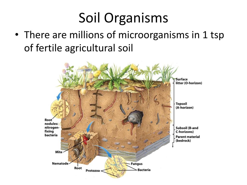 PPT Soils Chemistry and Problems PowerPoint Presentation, free